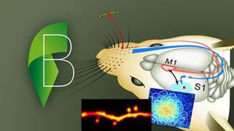 Cellular Mechanisms of Brain Function