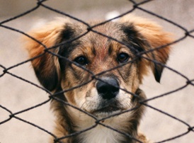 Animal Behaviour and Welfare course image