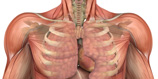 Anatomy & Physiology II course image
