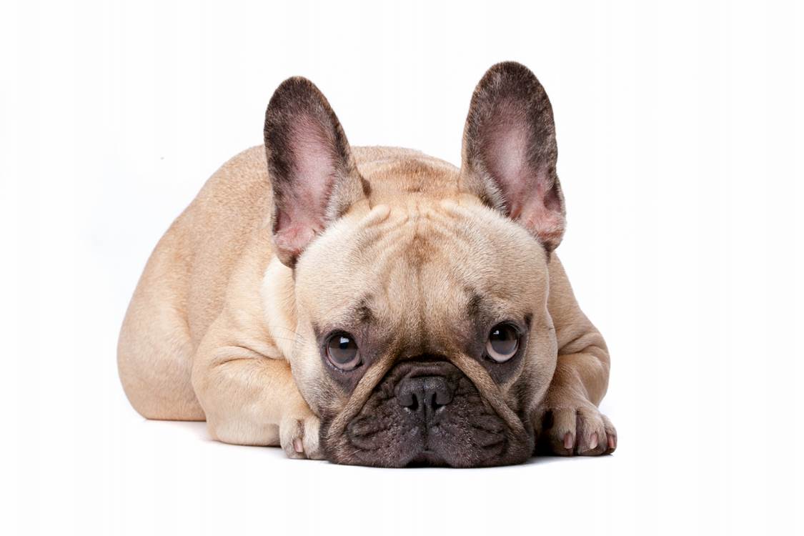 Dog Emotion and Cognition course image
