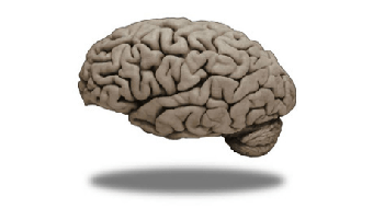 Medical Neuroscience course image