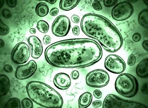 Microbes Rule the World: Effects of Disease on History course image