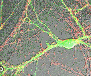 Cell and Molecular Neurobiology course image