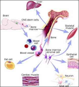 Social Studies of Bioscience and Biotech course image