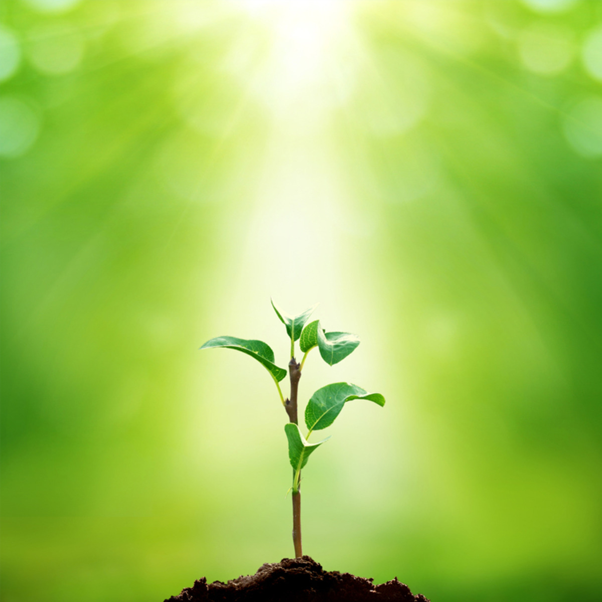 Understanding Plants - Part I: What a Plant Knows course image