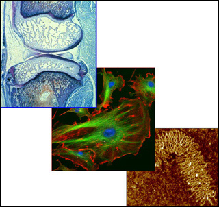 Molecular, Cellular, and Tissue Biomechanics course image