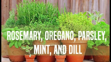 Harvesting, Drying and Storing Herbs course image