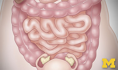 Anatomy: Gastrointestinal, Reproductive and Endocrine Systems course image
