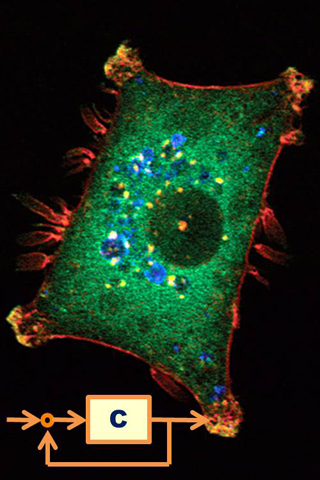 Biomolecular Feedback Systems course image