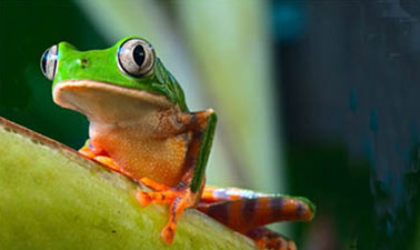 AP® Environmental Science - Part 4: Exam Review course image