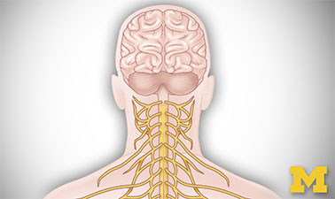Anatomy: Human Neuroanatomy course image