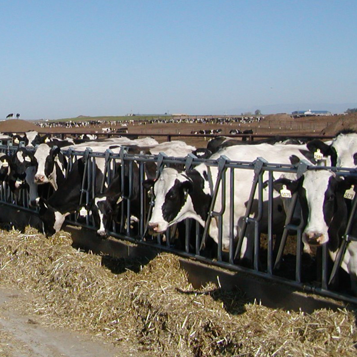 Dairy Production and Management course image