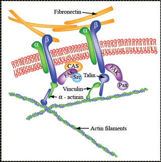 Global Enterprise for Micro-Mechanics and Molecular Medicine (GEM4) course image