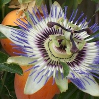 Alison Scott profile image