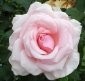 Nancy Klee profile image