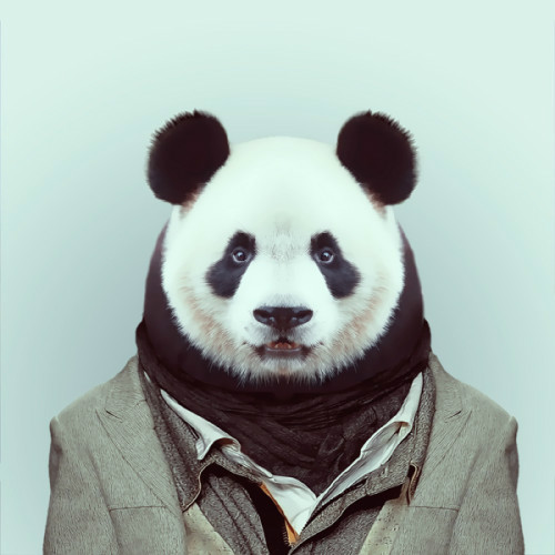 Kaidong Shen profile image